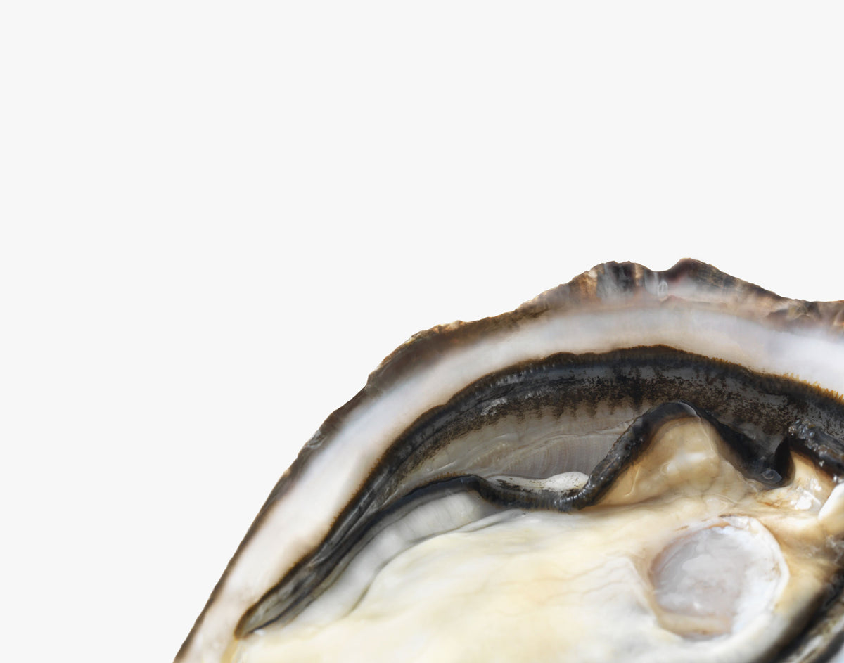 moana new zealand oyster