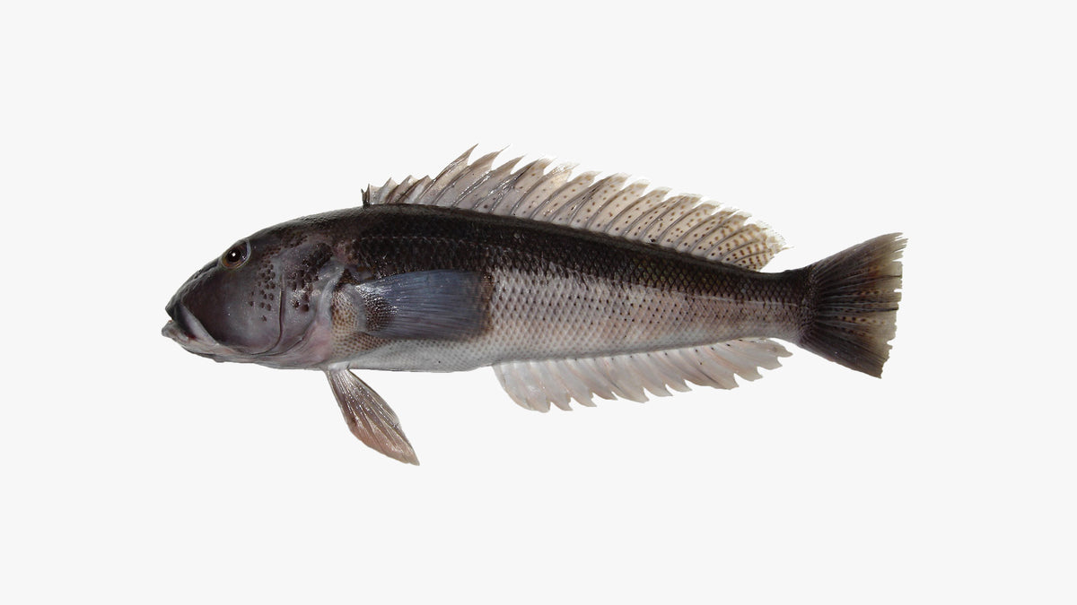 Blue cod fillets 500g Moana New Zealand