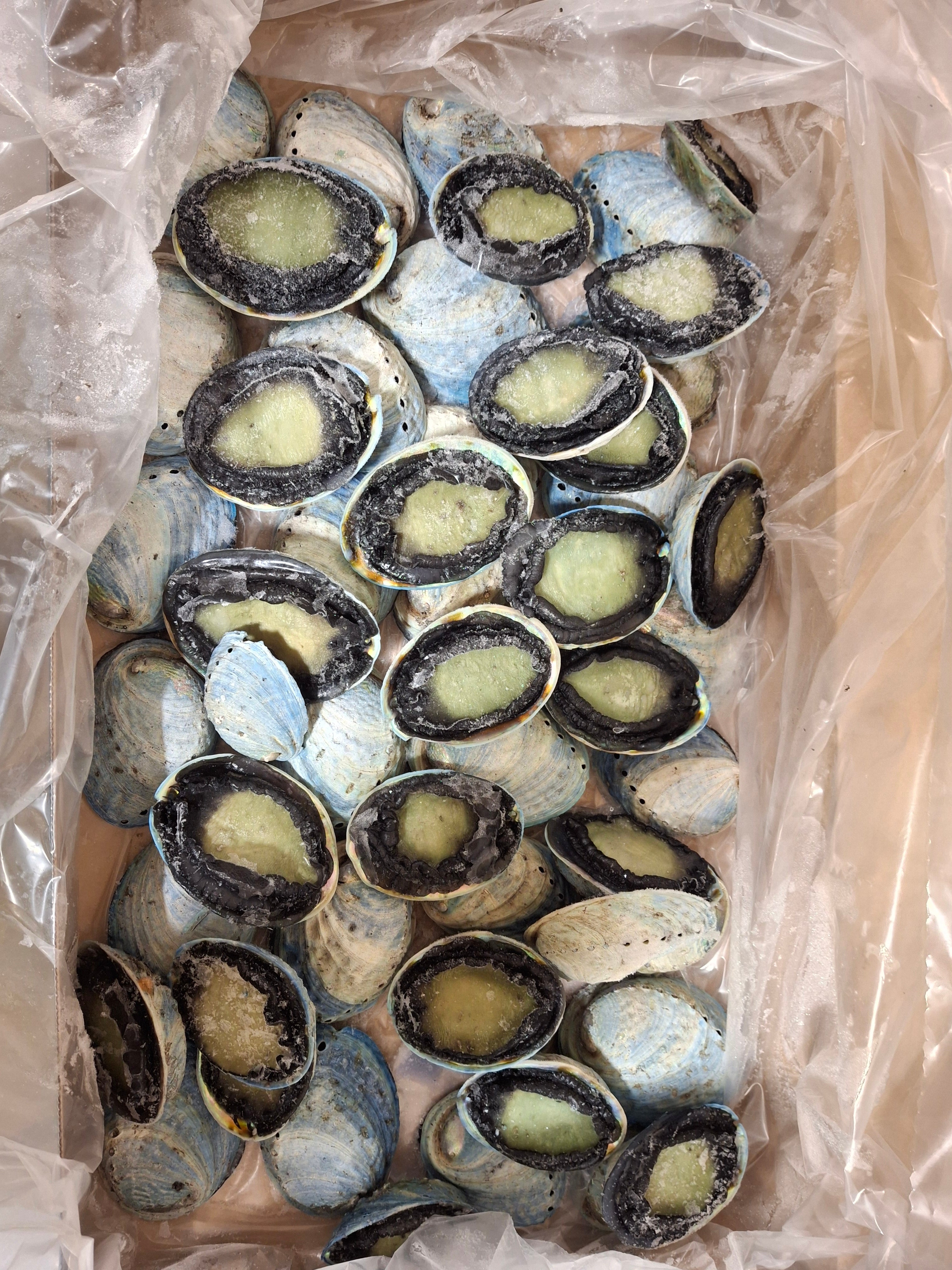 Whole pāua kahurangi (blue abalone) 8kg carton