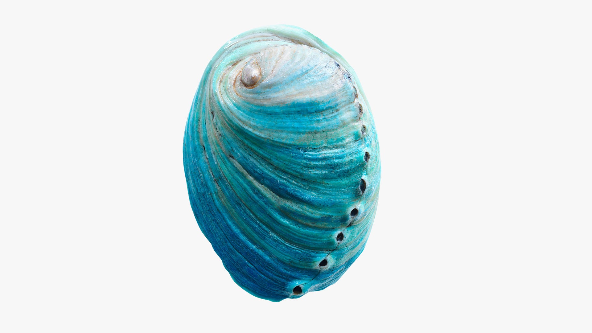 Whole pāua kahurangi (blue abalone) 1kg